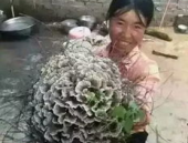 黑川菌子,探寻神秘菌类世界的瑰宝