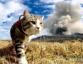 绅士猫番茄,穿越时空的奇幻冒险之旅